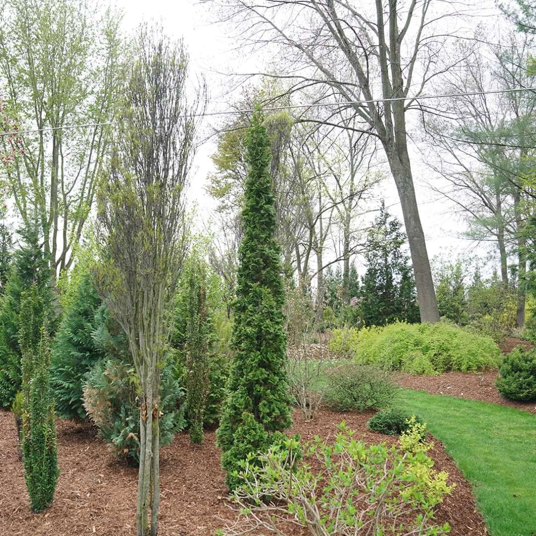 1 Gallon Green Foliage Arborvitae Shrub M728796