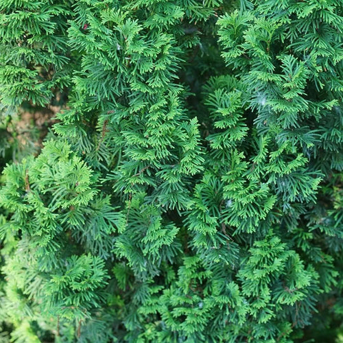 1 Gallon Green Foliage Arborvitae Shrub M728796