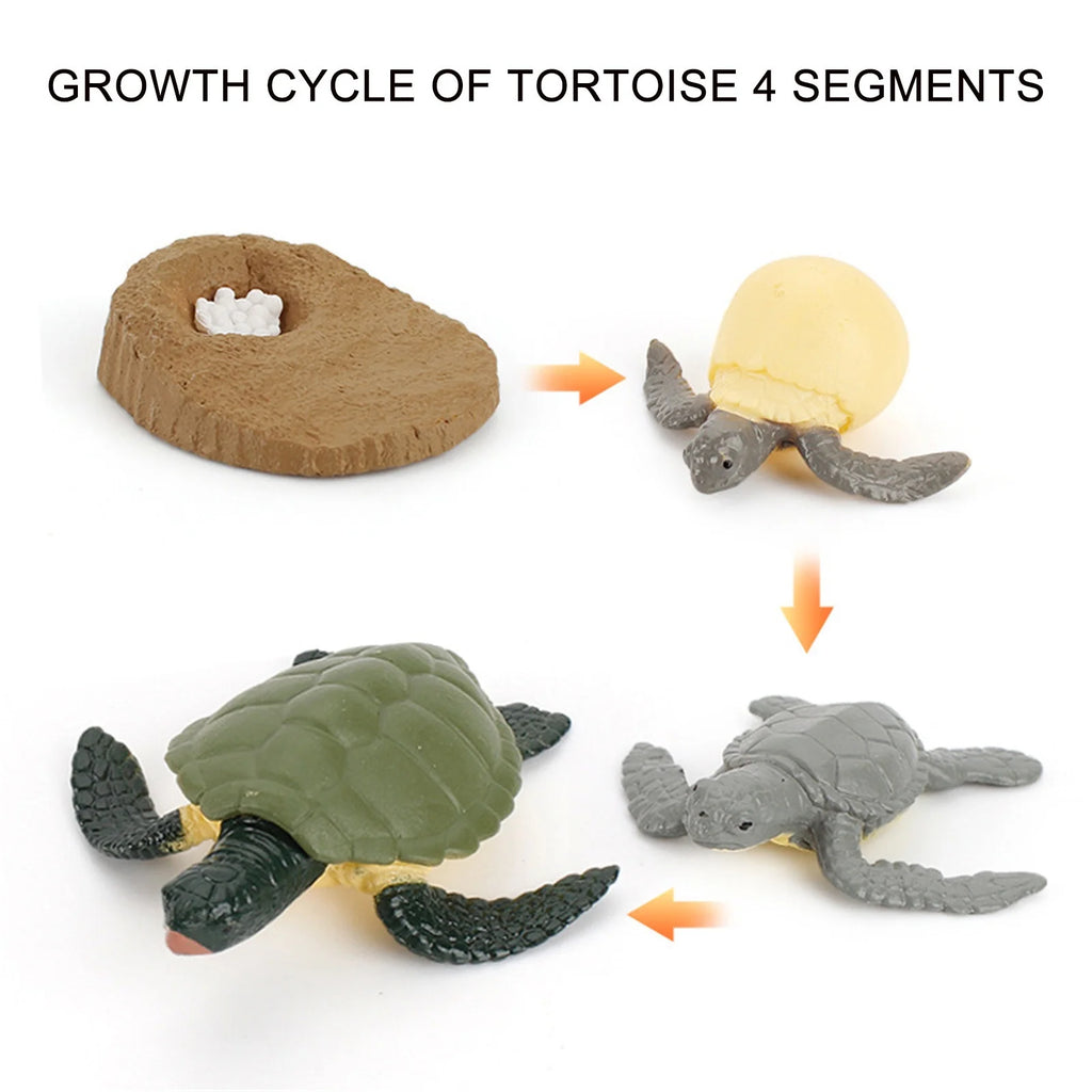 4 Piece Insect Animal Life Cycle Plastic Figures C6750