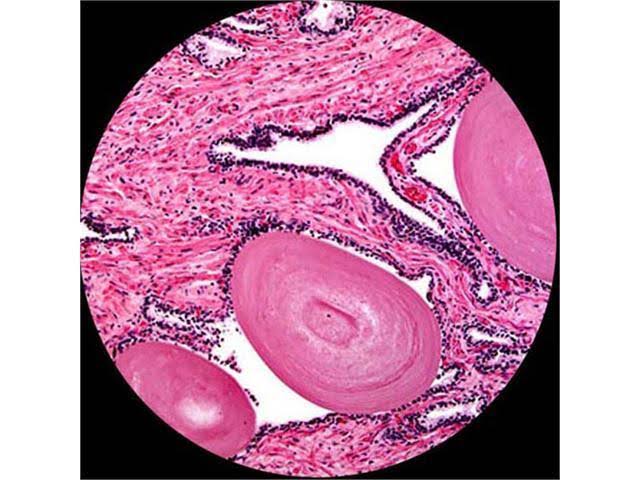 Black Binocular Biological Microscope G916346