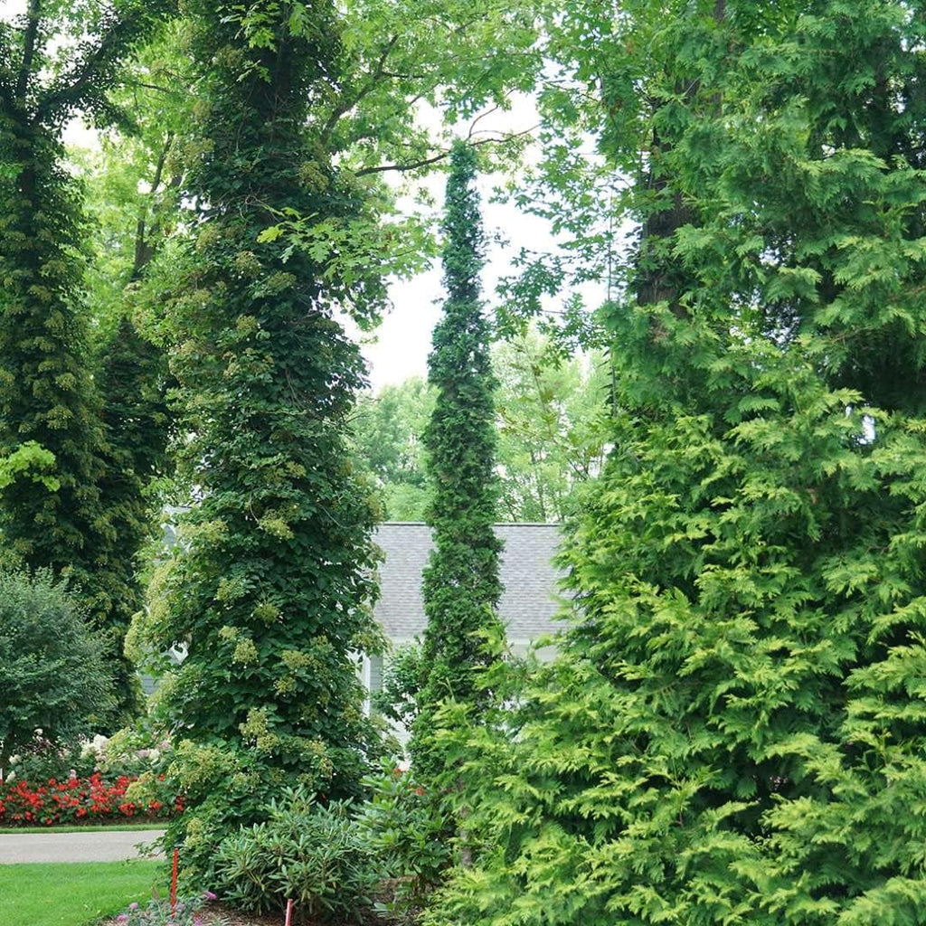 1 Gallon Green Foliage Arborvitae Shrub M728796