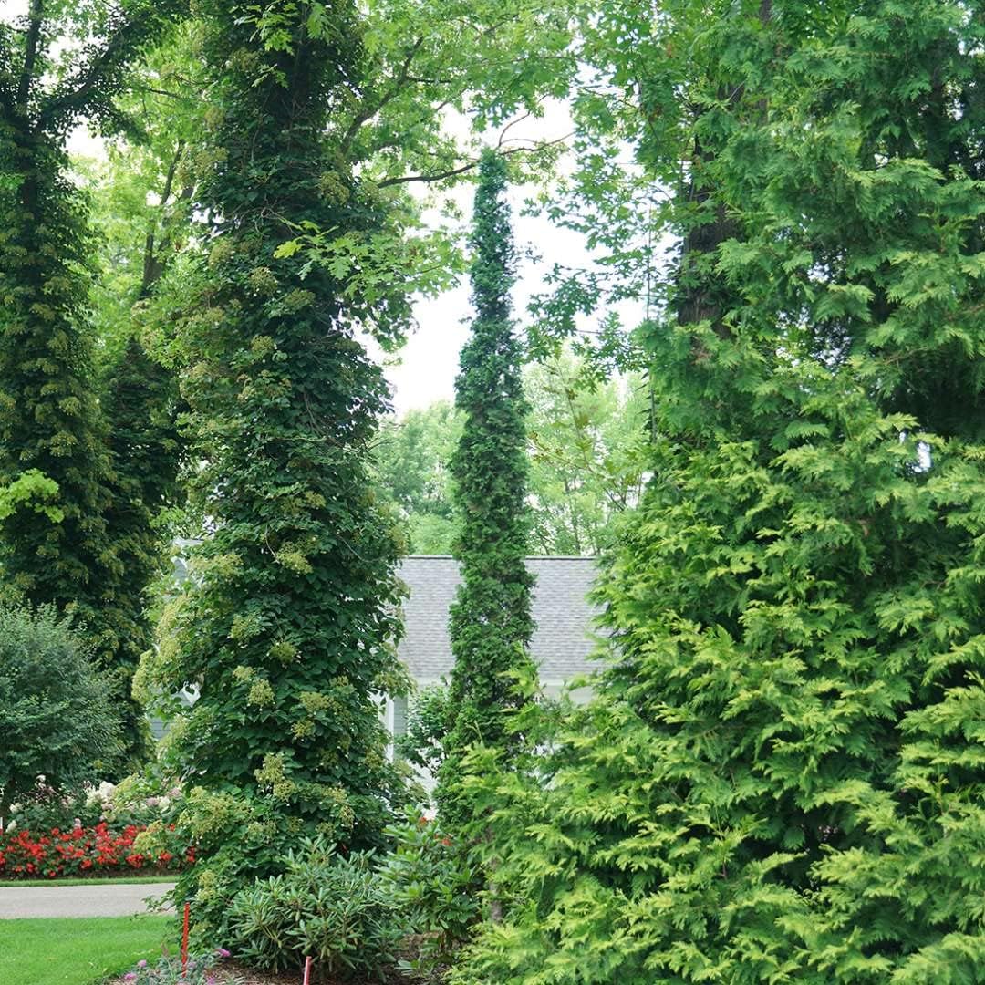 1 Gallon Green Foliage Arborvitae Shrub M728796