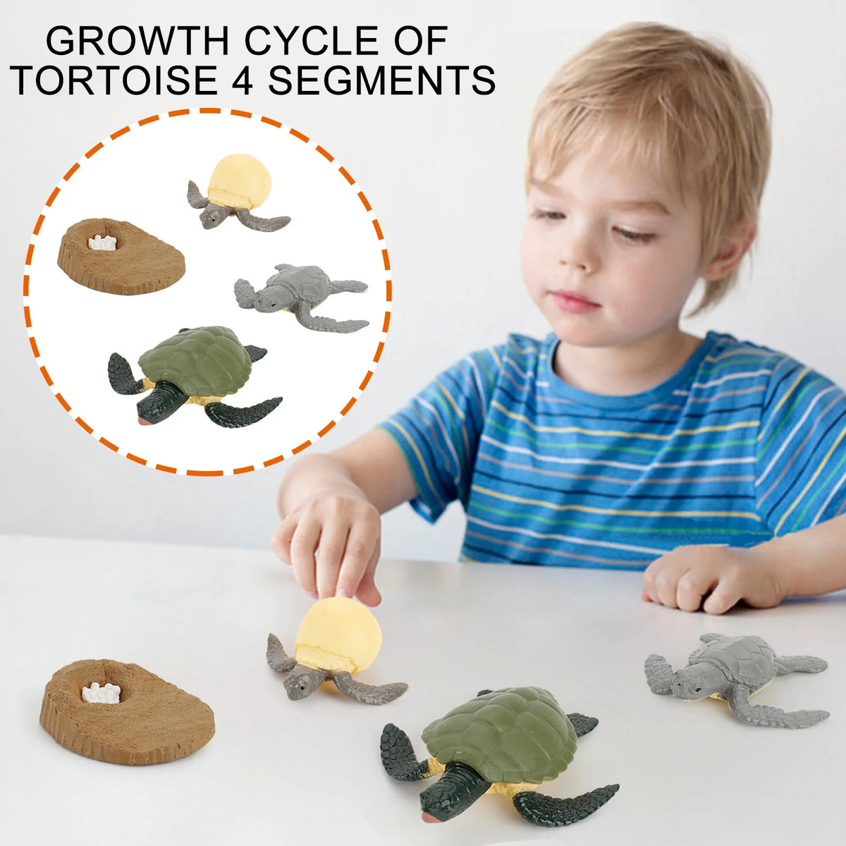 4 Piece Insect Animal Life Cycle Plastic Figures C6750