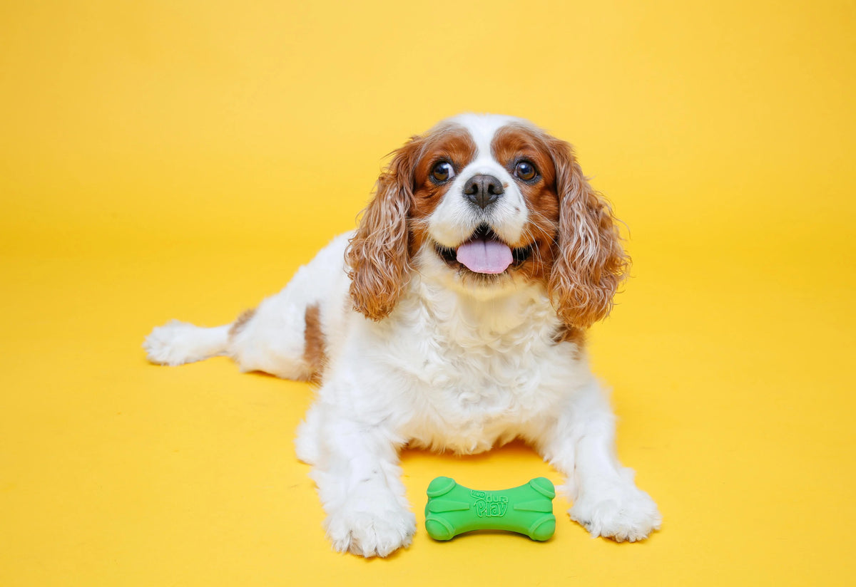 Medium Dura Play Bone Dog Toy E881048
