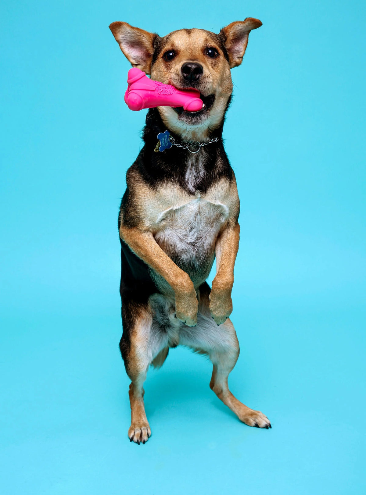 Medium Dura Play Bone Dog Toy E881048